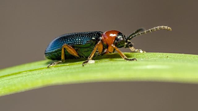 Small beetle sitting on a leaf.