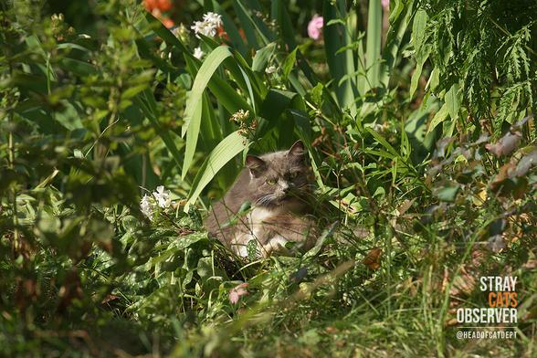 Gray fluffy cat sits in a flower garden