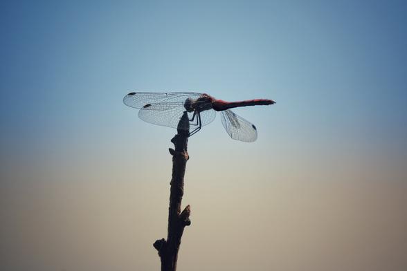 A close-up of a three-winged dragonfly resting on the edge of a twig. The wings are silhouetted against the sky.