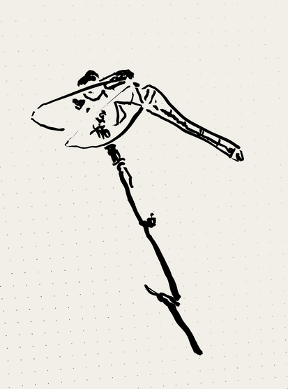 Black ink drawing of a dragonfly on a branch sent in profile, the drawing is loosely done with a brush pen.