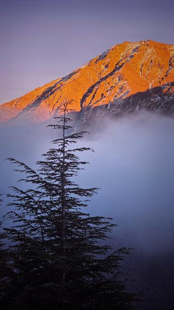 A majestic mountain peak is bathed in warm, golden light from the rising sun, standing above a valley filled with a soft, blue-hued mist. In the foreground, a tall, dark coniferous tree rises from the mist, silhouetted against the scene. The sky above is a gentle gradient of pale purple and pink.
