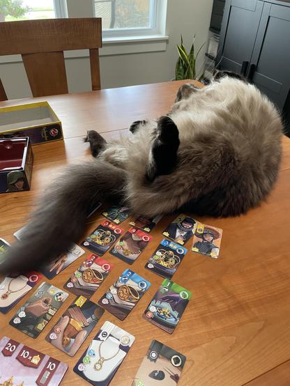 Cat laying on her back on top of some cards for the board game Splendor Dual