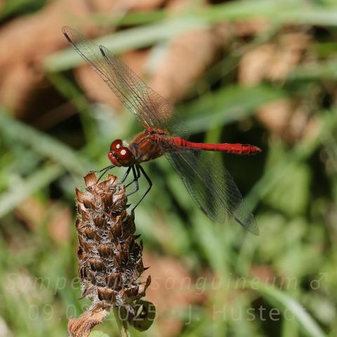 Eine leuchtend rote Libelle sitzt auf dem braunen Fruchtstand einer Braunelle. Sie hat große, rotbraune Komplexaugen, die in der Sonne glänzen, eine rote Stirn, einen rotbraunen Thorax, schwarze Beine und ein schlankes, knallrotes Abdomen mit wenigen schwarzen Flecken. Sie hält Ihre klaren, durchsichtigen Flügel horizontal abgespreizt