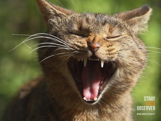 Close-up shot of a brown tabby cat yawning