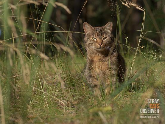 Brown tabby cat sitting in tall grass in bright sun