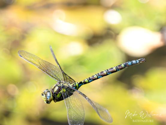 Southern Hawker - a large dragonfly with green and blue markings, in flight