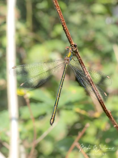 Willow Emerald - a green damselfly, resting on a twig