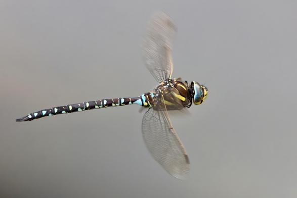 Male Common Hawker dragonfly