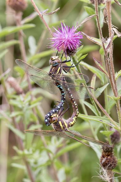 Common Hawker dragonflies mating