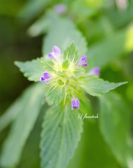 Split lip Hemp nettle