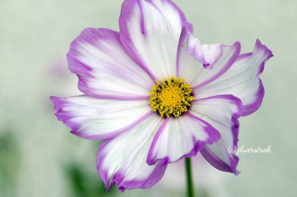 Cosmos