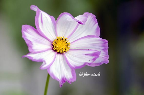 Cosmos