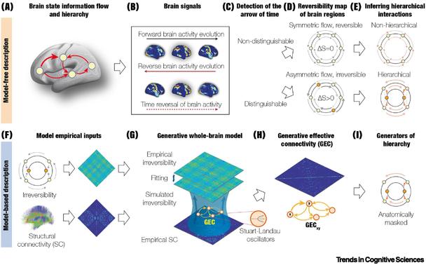 Figure 1. Thermodynamics of Mind framework.
Thermodynamic principles reveal brain-state hierarchy by quantifying asymmetry in information flow (“breaking detailed balance”). (A–E) Directionality (arrow of time) is detected by comparing forward and time-reversed brain signals; asymmetry implies hierarchy. (F–I) Whole-brain modelling, integrating structural connectivity and local dynamics (e.g., Stuart–Landau oscillators), fits empirical irreversibility to infer causal generators and the resulting generative hierarchy.