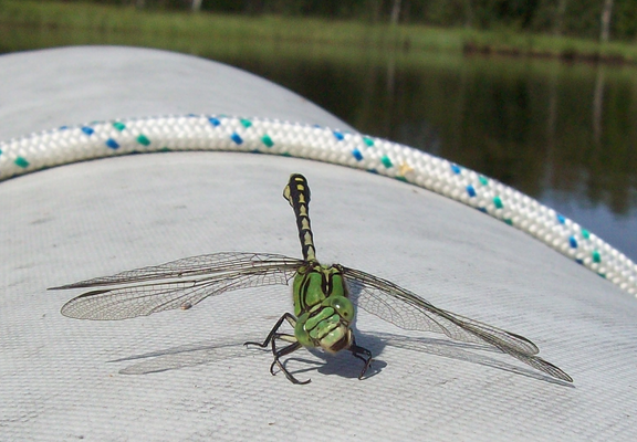 A green dragonfly sitting on a rubber dinghy pontoon. He is tilting his head, has opened his mouth and appears almost like laughing. In the background, a narrowish waterway and forested opposite shore.