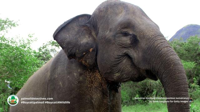 Do humans need other #species? Yes! millions of organisms are needed to keep #ecosystems in balance and ensure everyone can survive. Most importantly, #research shows other species make us happy! 🐱🐷🐎🐕🐠 #Vegan for the animals 🍅🥦 #Boycott4Wildlife https://palmoildetectives.com/2022/11/23/do-humans-really-need-other-species/?utm_source=mastodon&utm_medium=Palm+Oil+Detectives&utm_campaign=publer