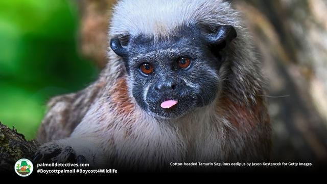 Do humans need other #species? Yes! millions of organisms are needed to keep #ecosystems in balance and ensure everyone can survive. Most importantly, #research shows other species make us happy! 🐱🐷🐎🐕🐠 #Vegan for the animals 🍅🥦 #Boycott4Wildlife https://palmoildetectives.com/2022/11/23/do-humans-really-need-other-species/?utm_source=mastodon&utm_medium=Palm+Oil+Detectives&utm_campaign=publer