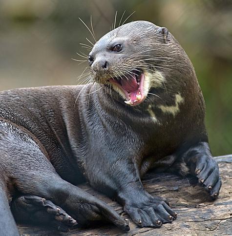 Do humans need other #species? Yes! millions of organisms are needed to keep #ecosystems in balance and ensure everyone can survive. Most importantly, #research shows other species make us happy! 🐱🐷🐎🐕🐠 #Vegan for the animals 🍅🥦 #Boycott4Wildlife https://palmoildetectives.com/2022/11/23/do-humans-really-need-other-species/?utm_source=mastodon&utm_medium=Palm+Oil+Detectives&utm_campaign=publer
