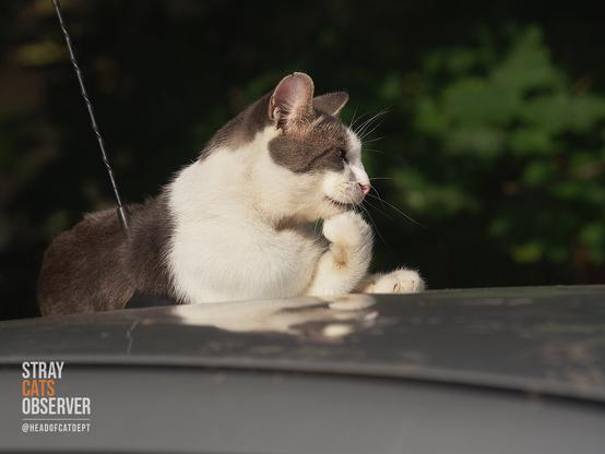 A tabby cat lies on a car with its chin propped up on its paw