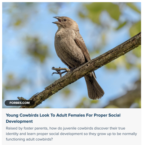 female brown-headed cowbird, singing.