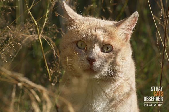 Close-up portrait of a ginger cat