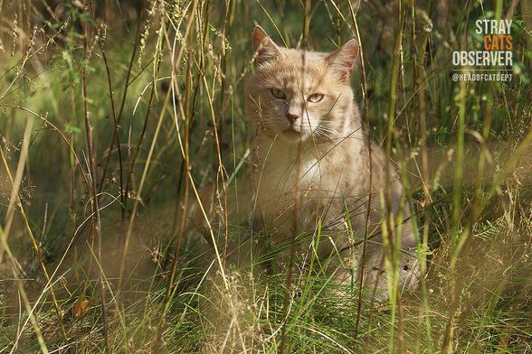 A ginger cat sits in tall, sun-bleached grass