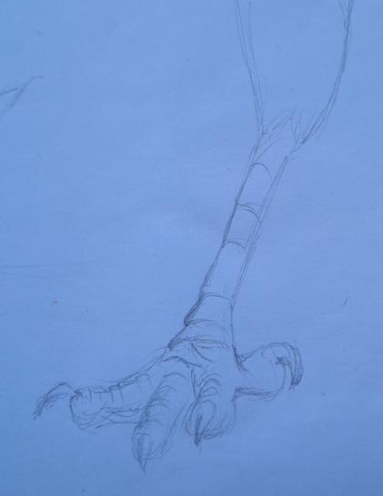 Photo of a sketch of a carrion crow's foot. Graphite pencil on white paper.