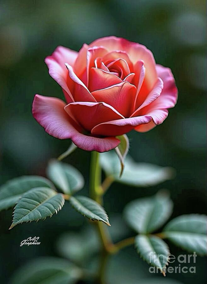 Pink Peach Rose