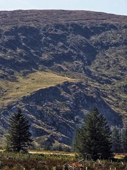 A vertical shot of a large, craggy mountain hillside in County Wicklow, Ireland, with two tall evergreen trees in the foreground. The mountain is covered in patches of green grass and dark brown rocky terrain, with a clear blue sky above. The bottom of the image shows a fence and more of the same evergreen trees.