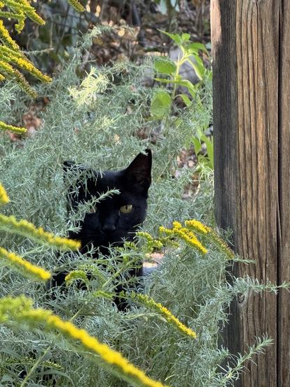 Black kitty peeking out from garden foliage.