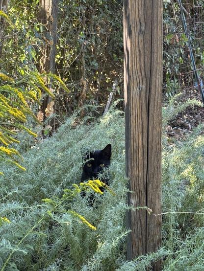 Black kitty peeking out from garden foliage.