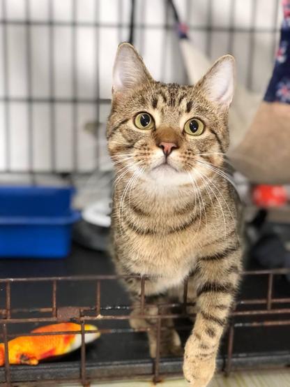 A domestic short-haired tabby cat with prominent stripes and large eyes peers out from behind the bars of a cage or enclosure.
