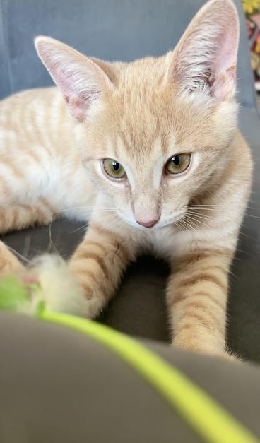 Orange kitten plays with yellow toy on a grey chair. Focus is on head and upper body of kitten and grey chair background except a tiny smidge of wallpaper visible in upper right corner. Toy and arm of chair are out of focus in the foreground. Kitten is SO cute!!!!