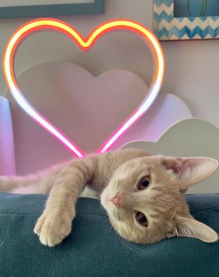 Orange kitten flopped on his side on the back of the aqua couch. Stares directly at camera with one paw hanging down. The edge of a couple of picture frames are visible on the wall behind, as well as a neon glowing heart in lesbian pride flag colours (orange, white, pink)