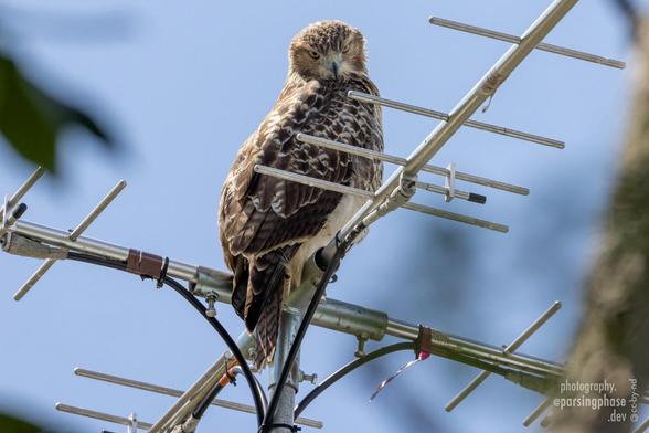 A fuzzy-headed brown-and-white hawk glares down from the complex structure of a Motus antenna.