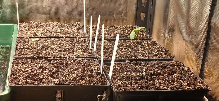 Rows of seed trays that mostly have not germinated yet. One seedling grows strong and tall alone.