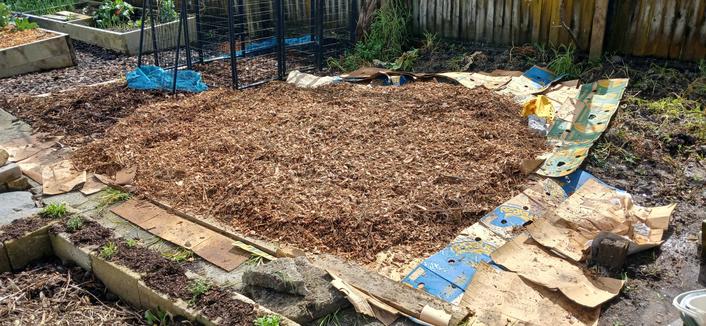 A section of lawn that has been covered in old cardboard boxes, and had woodchip heaped over it. To the left are more established garden beds, and to the right you can see the swampy mud that is the last piece of the old lawn.