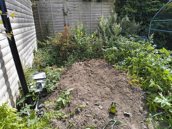 A mound of earth with potatoes growing on one side. The edges of the bed are loose so, and are overgrown with nettles.