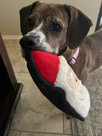 Beautiful dog with toy