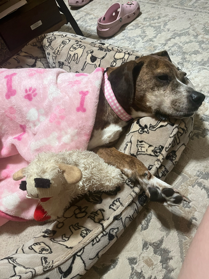 Beautiful dog in a dog bed covered up