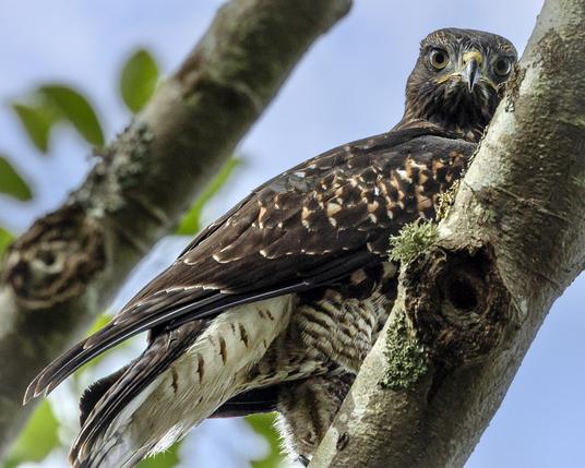 A red-tailed hawk sitting on a branch staring at the camera.
