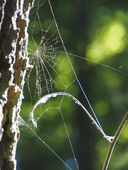 Ein gö
leichmäßiges Spinnennetz zwischen einem Baumstamm und einem kleinen Zweig im Gegenlicht. Die Fäden  leuchten. Grüner Waldhintergrund.