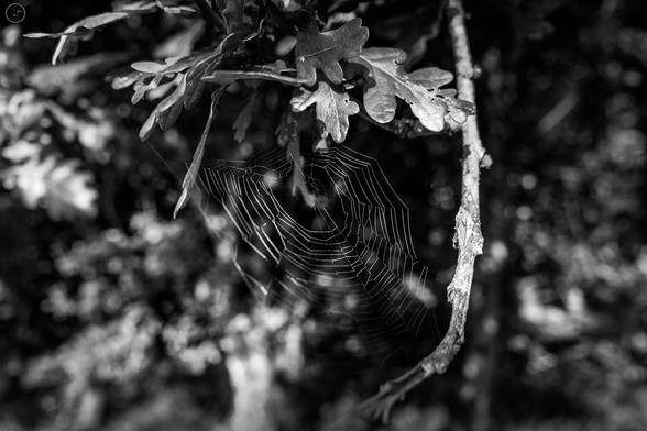 monochrome shot of spiderweb in tree branch
