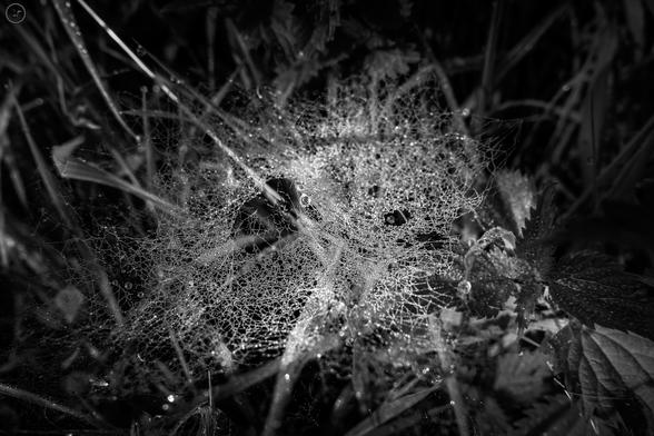 monochrome shot of spiderweb in grass