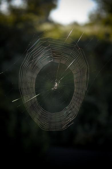 The image depicts a close-up view of a spider web. The web is intricately woven with fine strands of silk, forming a symmetrical pattern. The center of the web is clearly visible, with radiating lines extending outward in a circular pattern. The background is blurred, with hints of greenery, suggesting that the web is in a natural outdoor setting. The lighting appears to be natural, possibly from the sun, as it highlights the delicate strands of the web, giving them a shimmering appearance. The overall composition emphasizes the beauty and complexity of the spider's craftsmanship.