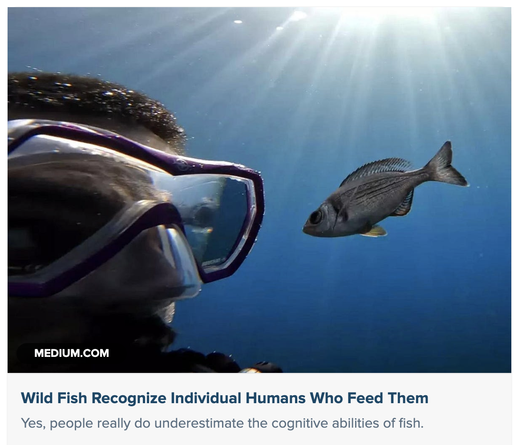 a wild fish inspecting a diver's mask