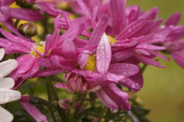 Macro photography of violet Chrysanthemum flowers covered in water droplets.
