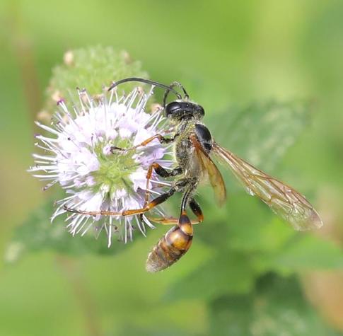 A large black and orange wasp with a tiny thread waist is sitting on a flower, eating some nectar.