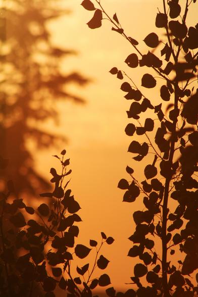 Photo exuding the essence of sunset. The whole sky in the background is golden orange. A bokeh conifer is noticeable on the left-hand side of the background. In contrast, silhouetted leaves of an aspen-like tree stands in focus on the right side of the image in the foreground. This photo always brings an inexplicable peace.