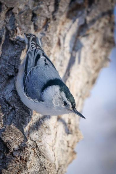 Close up of a white-breasted nuthatch perched upside-down on a tree. Judging by the dark stripe on the head, I would say it's female--the stripe is dark grey, whereas in males, the stripe is black to match the black 'ring' of feathers around its neck.