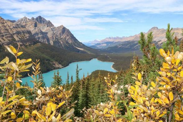 Photo of Peyto Lake in early autumn. Mountains rise up on the left and right sides of the photo, with the wolf-like shape of Peyto Lake stretching out in the valley. In the foreground, framing the bottom left and right sides of the image, are yellow leaves--the only indication that it's fall, as the conifers behind are (obviously) still green, and the sky is still a summery blue.